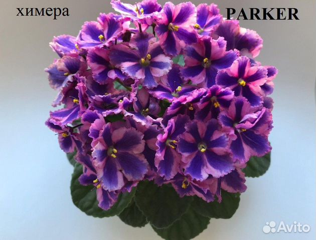 Фиалки
