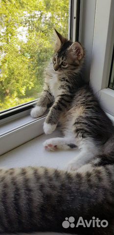 Котенок 2мес девочка привита