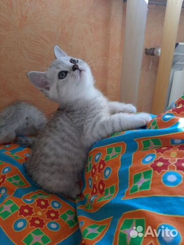 Шотландские котята Шотландские котята