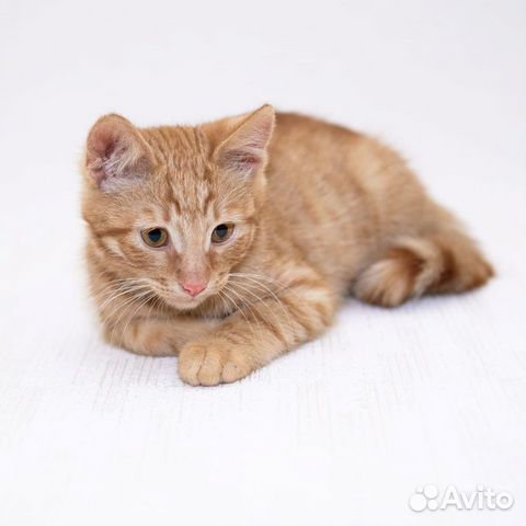 Котенок ищет дом Котенок ищет дом