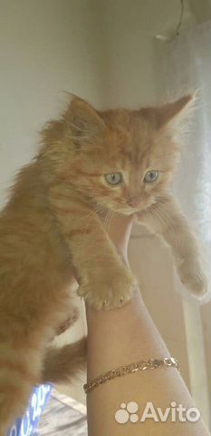 Котёнок (мальчик) отдам в добрые руки порода не из Котёнок (мальчик) отдам в добрые руки порода не из