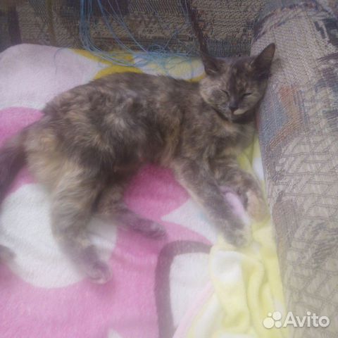 Кошка Кошка