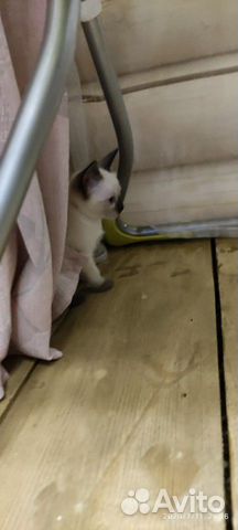 Кошка Кошка