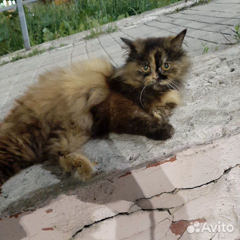 Кошка