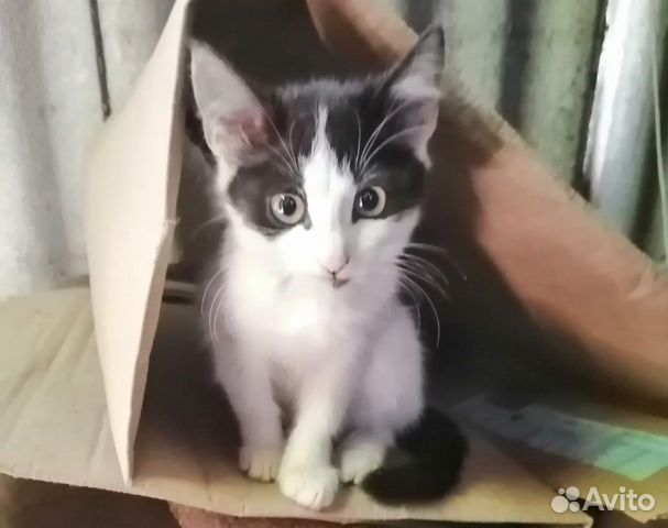 Отдам котят в добрые руки Отдам котят в добрые руки