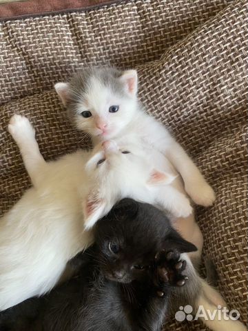 Котята метисы