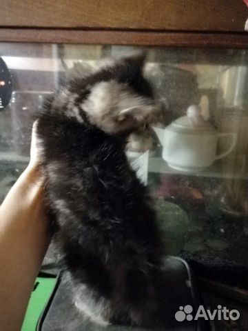 Котятки 1 мес остались без мамы Котятки 1 мес остались без мамы