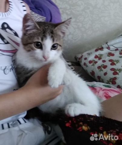 Котёнок девочка Софи 3 мес