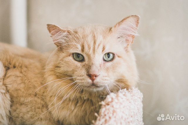 Кот Лео ищет дом