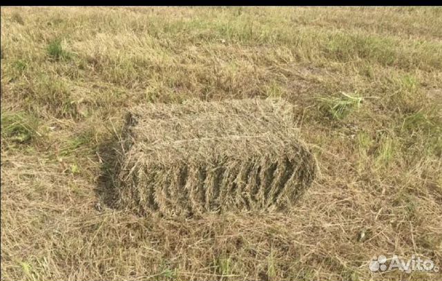 Hay in bales