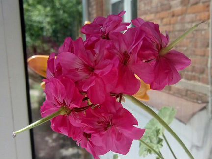 Пеларгония герань