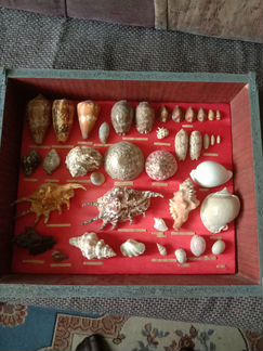 Набор ракушек