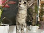 Ориентальная кошка на вязку объявление продам