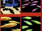 Рыбки аквариумные данио гло, моллинезии черные