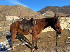 Лошадь,Жеребец Карачаевской породы объявление продам