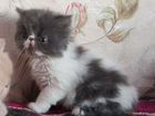 Персидские экзот котенок