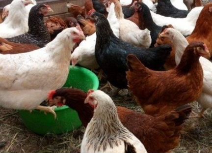 Куры несушки молодые.Петух.Цыплята бройлеры