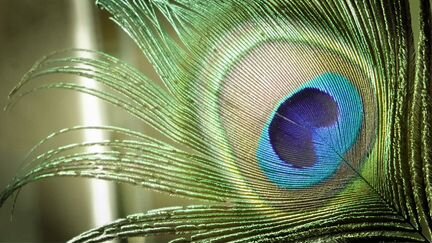 Перо павлина