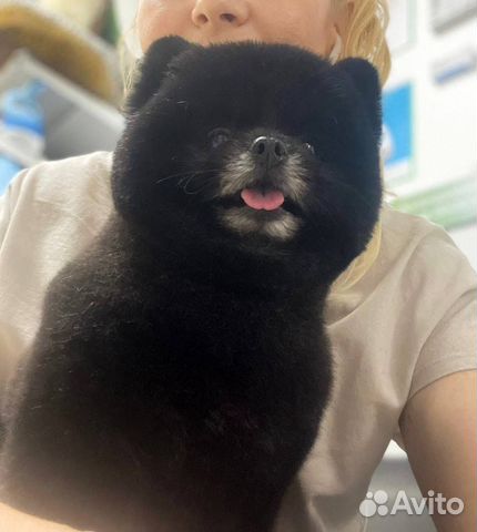 Померанский шпиц вязка