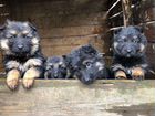 Элитные щенки немецкой овчарки длинники объявление продам