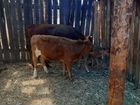 Телки и корова с теленком объявление продам