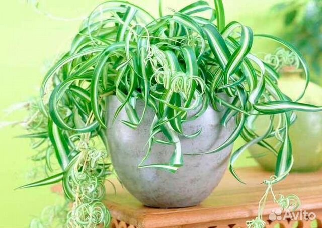 Хлорофитумы кудрявый Бонни и др