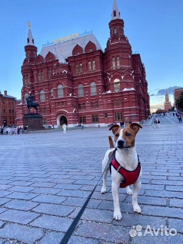 Джек Рассел терьер вязка