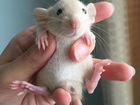 Декоративная крыса (дамбо) объявление продам
