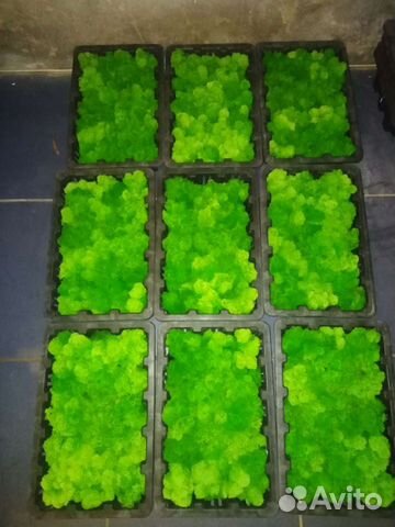 Стабилизированный мох Ягель Для декора