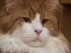 Котята мейн -кун полидакты и классика объявление продам