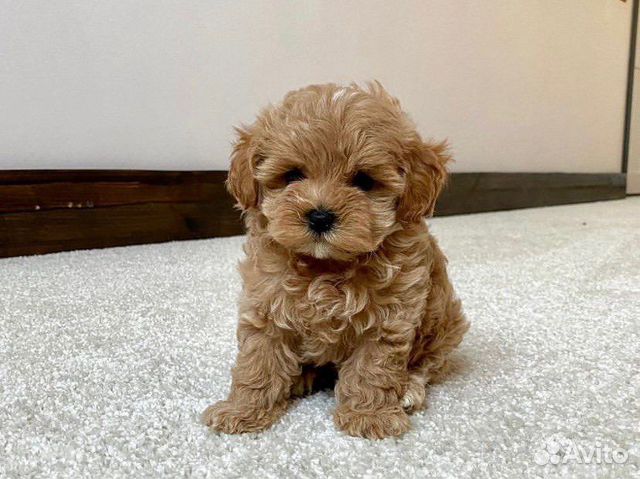 Мальтипу f1 мини и микро