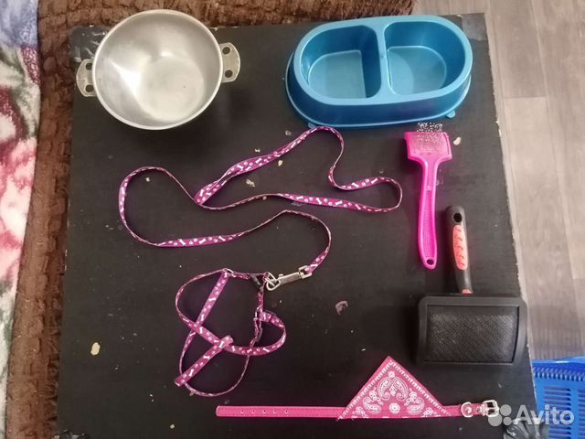 Кошачьи принадлежности