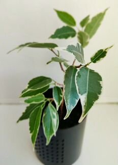 Очень красивый фикус Бенджамина