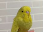 Ручной птенец самец выставочного волнистого попуга