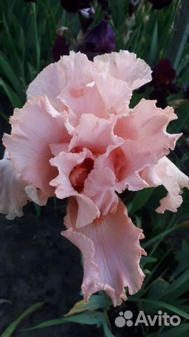 Ирисы сортовые