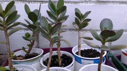 Цветы - Денежное дерево