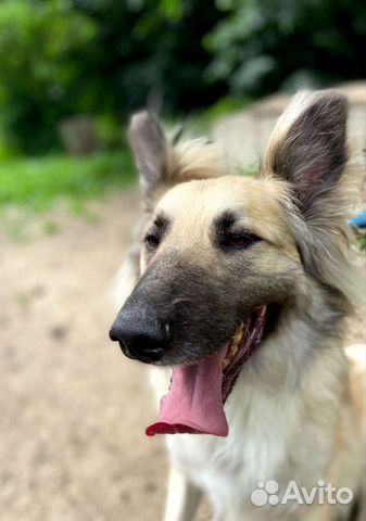 Метис бельгийской овчарки