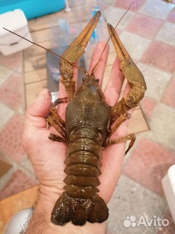 Живые и Варёные раки в Наличии с доставкой