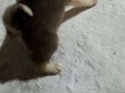 Продам щенка Западная - Сибирская Лайка