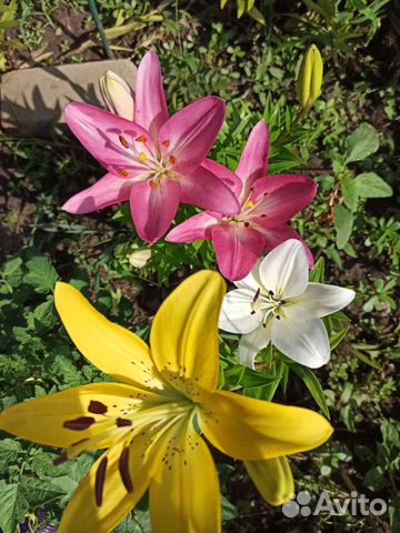 Лилия и Лилейники Гейхера Барвинок вариегатный