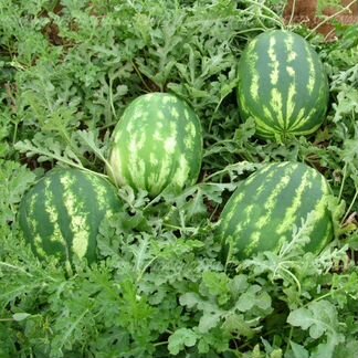 Семена Арбуза