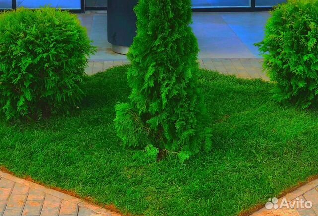 Рулонный газон 0.4 на 2 метра с укладкой