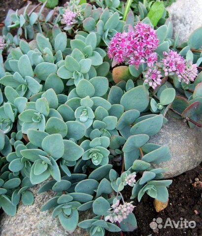 Почвопокровные растения