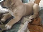 Качественные щенки Алабая и Кане Корсо объявление продам
