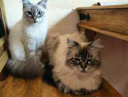 Кот и кошка породы Невская маскарадная