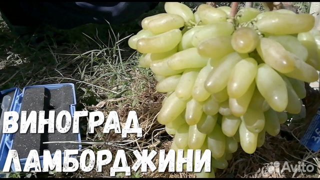Описание винограда ламборджини фото отзывы