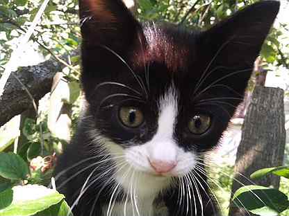 котята в добрые руки смоленск. барахолка для животных. котята в добрые руки солнечногорск. котята 1-1,5 месяца. котенок 1.