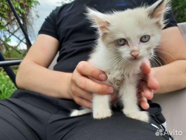 Британская короткошёрстная кошка 3 месяца. Серый британец котенок 2 месяца. Кошки авито тагил. Кошки авито тагил. Кошки авито тагил.