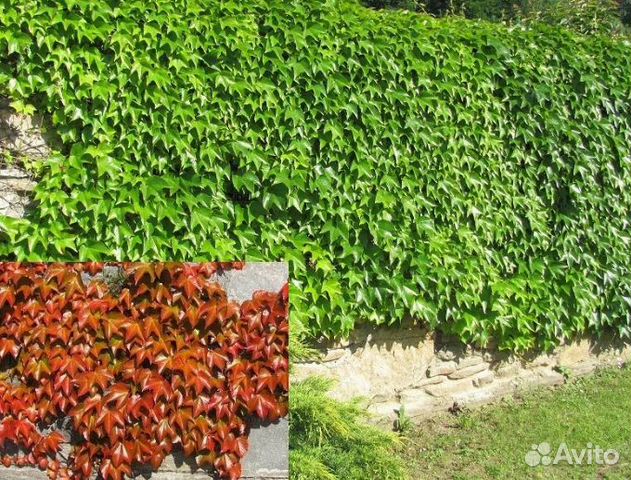 Дикий виноград сорта фото и описание Растения купить в Барнауле Товары для дома и дачи Авито