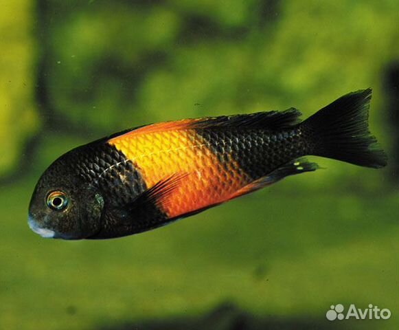 Аквариумные рыбки цихлиды